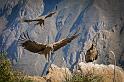 17 Colca Canyon, condor